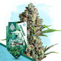 Animal Mints Autoflower (Zamnesia Seeds) Feminisoidut