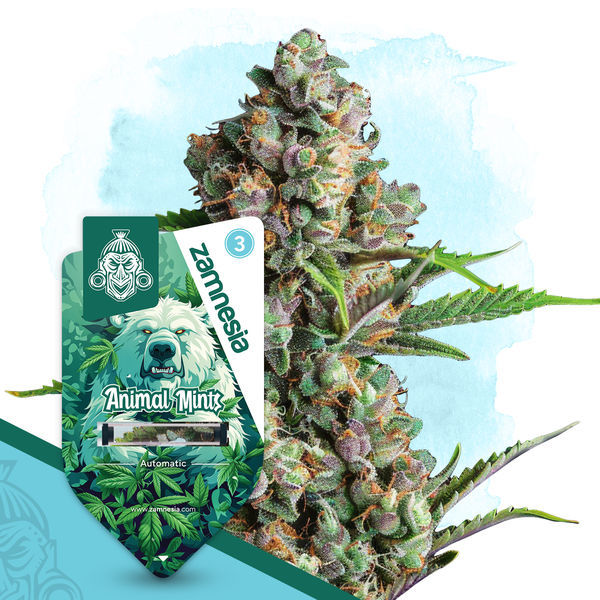 Animal Mints Autoflower (Zamnesia Seeds) Feminisoidut