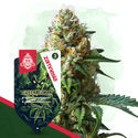 Green Goblin (Zamnesia Seeds) Feminisoidut