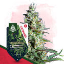 Green Goblin Autoflower (Zamnesia Seeds) Feminisoidut