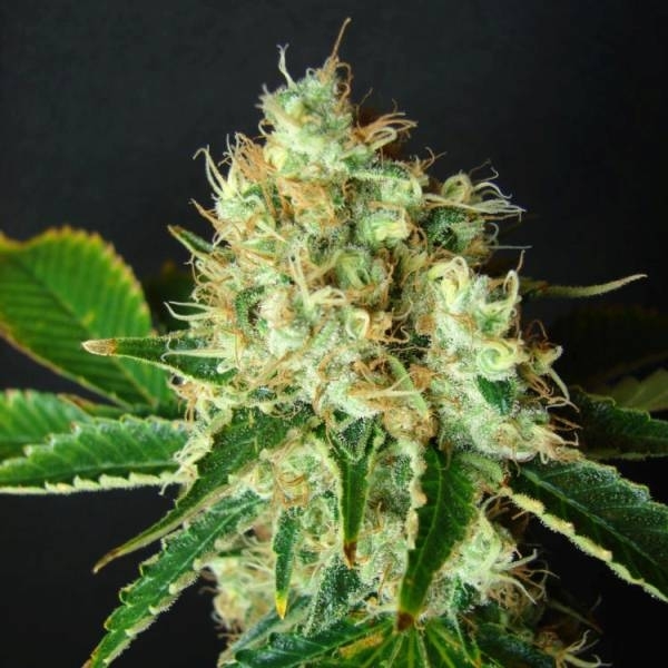 Bubblicious (Resin Seeds) Feminisoidut