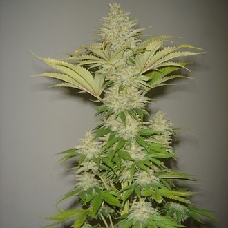 Bubblicious (Resin Seeds) Feminisoidut