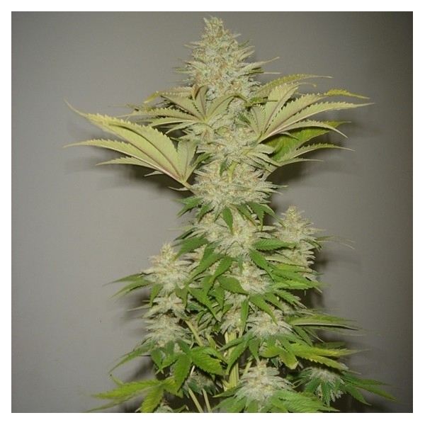 Bubblicious (Resin Seeds) Feminisoidut