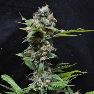 Yummy (Resin Seeds) feminisoitu
