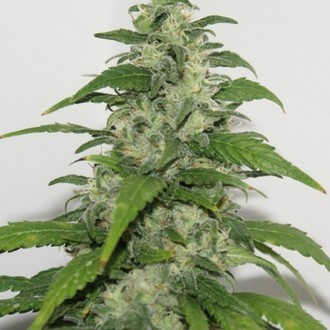 Yummy (Resin Seeds) Feminisoidut