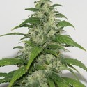 Yummy (Resin Seeds) Feminisoidut