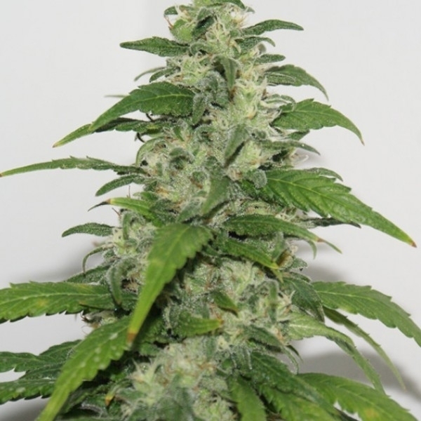 Yummy (Resin Seeds) Feminisoidut