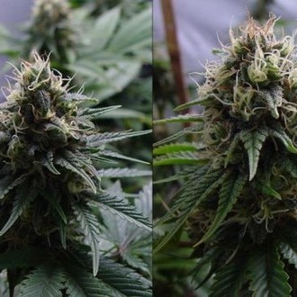 Yummy (Resin Seeds) Feminisoidut
