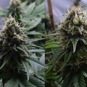 Yummy (Resin Seeds) Feminisoidut