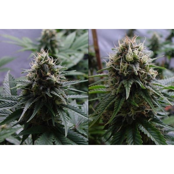 Yummy (Resin Seeds) Feminisoidut