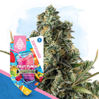 Fruit Punch (Zamnesia Seeds) Feminisoidut