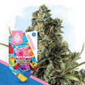 Fruit Punch (Zamnesia Seeds) Feminisoidut