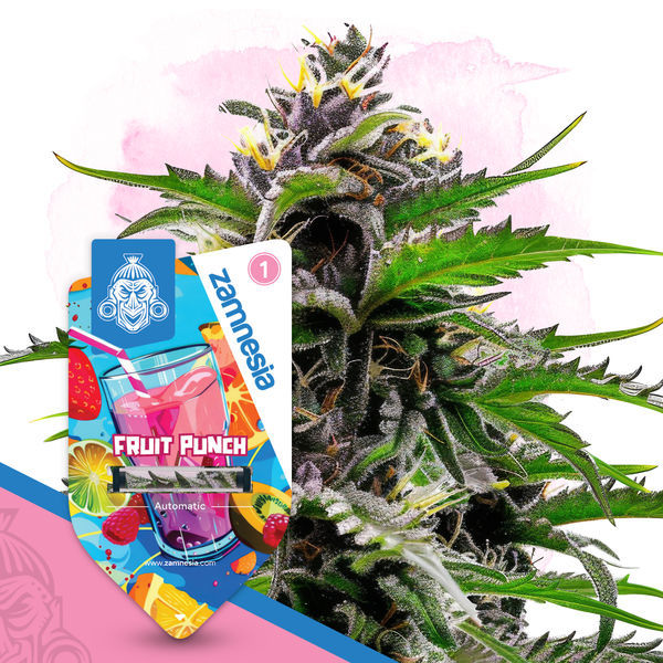 Fruit Punch Autoflower (Zamnesia Seeds) Feminisoidut