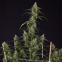 Fruit Punch Autoflower (Zamnesia Seeds) Feminisoidut