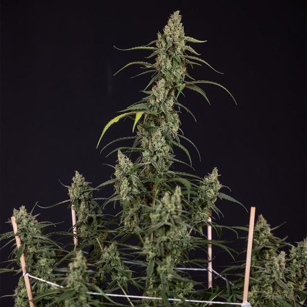 Fruit Punch Autoflower (Zamnesia Seeds) Feminisoidut