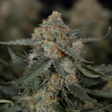 Fruit Punch Autoflower (Zamnesia Seeds) Feminisoidut