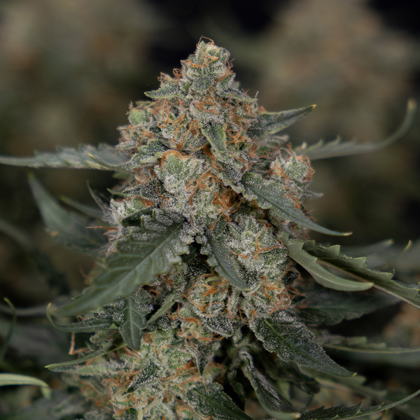 Fruit Punch Autoflower (Zamnesia Seeds) Feminisoidut