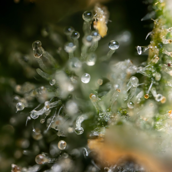 Fruit Punch Autoflower (Zamnesia Seeds) Feminisoidut