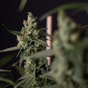 Fruit Punch Autoflower (Zamnesia Seeds) Feminisoidut