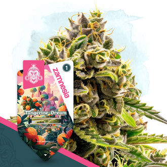 Tangerine Dream (Zamnesia Seeds) Feminisoidut
