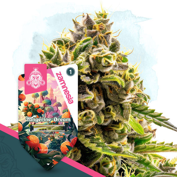 Tangerine Dream (Zamnesia Seeds) Feminisoidut