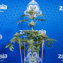 Tangerine Dream (Zamnesia Seeds) Feminisoidut