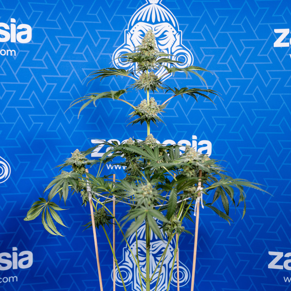 Tangerine Dream (Zamnesia Seeds) Feminisoidut