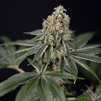 Tangerine Dream (Zamnesia Seeds) Feminisoidut