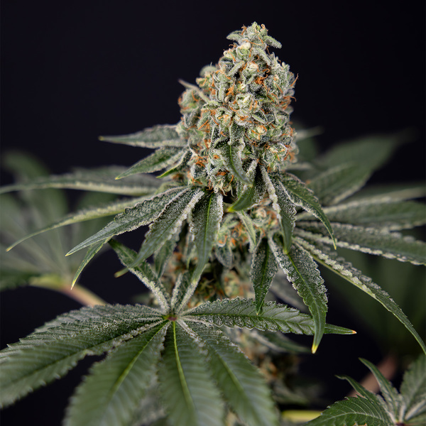 Tangerine Dream (Zamnesia Seeds) Feminisoidut