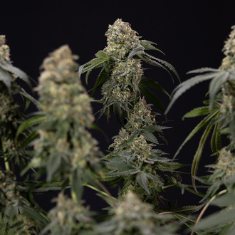 Tangerine Dream (Zamnesia Seeds) Feminisoidut