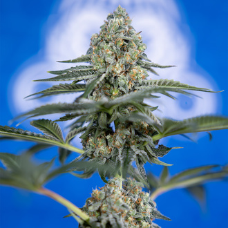 Tangerine Dream (Zamnesia Seeds) Feminisoidut