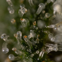 Tangerine Dream (Zamnesia Seeds) Feminisoidut