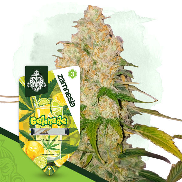 Gelonade Autoflower (Zamnesia Seeds) Feminisoidut