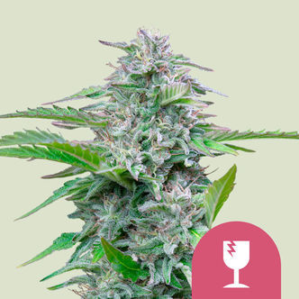 Critical (Royal Queen Seeds) feminisoidut