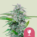 Critical (Royal Queen Seeds) Feminisoidut