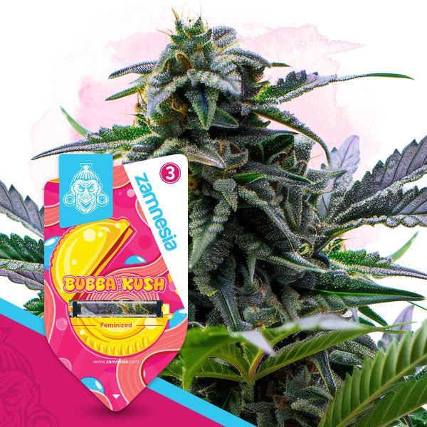Bubba Kush (Zamnesia Seeds) Feminisoidut