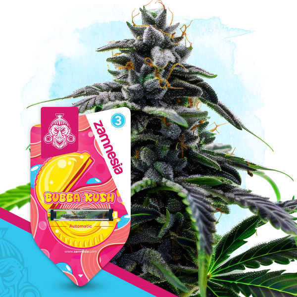 Bubba Kush Autoflower (Zamnesia Seeds) Feminisoidut