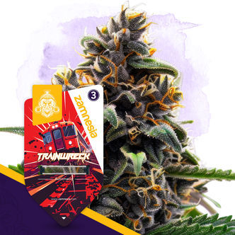 Trainwreck Automatic (Zamnesia Seeds) feminisoidut