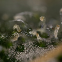 Trainwreck Autoflower (Zamnesia Seeds) Feminisoidut
