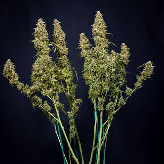 Trainwreck Autoflower (Zamnesia Seeds) Feminisoidut