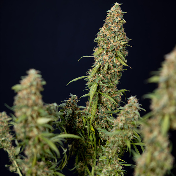 Trainwreck Autoflower (Zamnesia Seeds) Feminisoidut