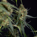 Trainwreck Autoflower (Zamnesia Seeds) Feminisoidut