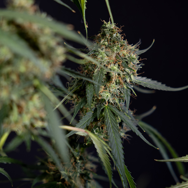 Trainwreck Autoflower (Zamnesia Seeds) Feminisoidut