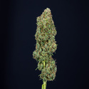 Trainwreck Autoflower (Zamnesia Seeds) Feminisoidut