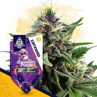 Granddaddy Purple (Zamnesia Seeds) Feminisoidut
