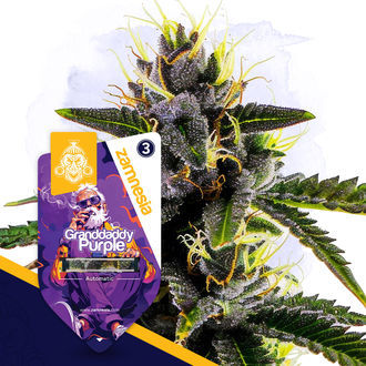 Granddaddy Purple Autoflower (Zamnesia Seeds) Feminisoidut