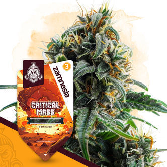 Critical Mass (Zamnesia Seeds) feminisoitu