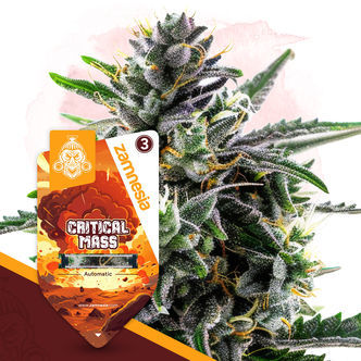 Critical Mass Automatic (Zamnesia Seeds) feminisoidut