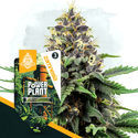 Power Plant (Zamnesia Seeds) Feminisoidut