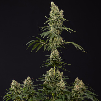 Power Plant (Zamnesia Seeds) Feminisoidut